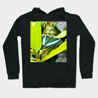 Green Banded Peacock Butterfly Hoodie
